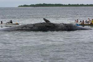 ραμφοφάλαινες στην Ισλανδία